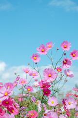 コスモスと青空	
