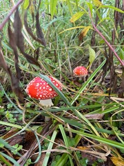amanita in the forest