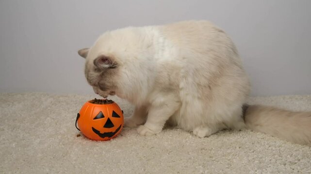 A white cat eats dry food from a bowl in the shape of a Halloween pumpkin.