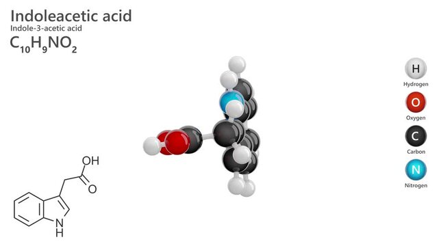 Indoleacetic Acid or IAA. Plant hormone. Animated 3D model of a molecule. Molecular formula: C10H9NO2. Chemical model: Ball and stick. White background. 3D rendering. Seamless loop.