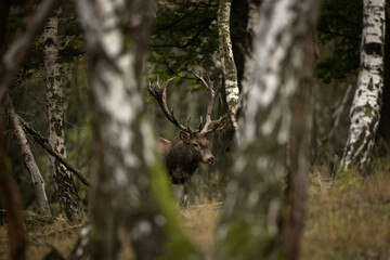 Red deer during rutting time. Herd of deer in the birch forest. European nature during autumn time. 