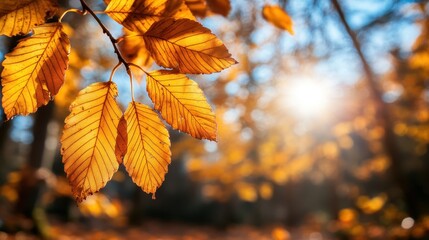 Fototapeta premium Golden autumn leaves hanging from trees are illuminated by the morning sun, creating a warm and nostalgic imagery that evokes memories of past seasons.