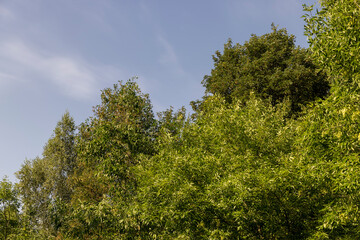 different types of trees in the summer in sunny weather