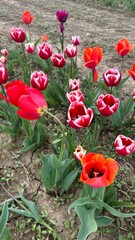 Campo di Tulipani, Polpenazze del Garda