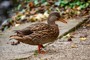 Stockente an Land mit Herbstlaub im Hintergrund