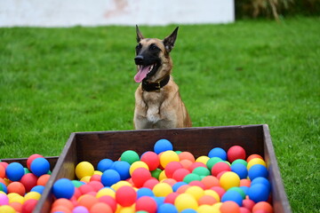 Hundetraining mit Spiel und Spaß mit belgischem Schäferhund