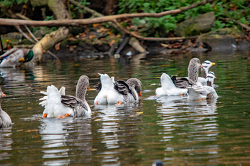 Gruppe von Graugänsen auf einem Teich