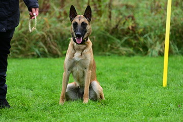 Hundetraining mit Spiel und Spaß mit belgischem Schäferhund