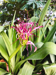 Obraz premium Giant Spider Lily blooming in the garden. Crinum asiaticum L