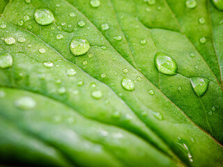 Close-up of fresh young spring green leaf highlighted reveal green leaf texture sprinkled with...