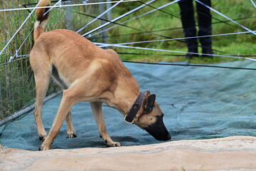 Dünner belgischer Schäferhund mit Halsband schnüffelt an einer Plane