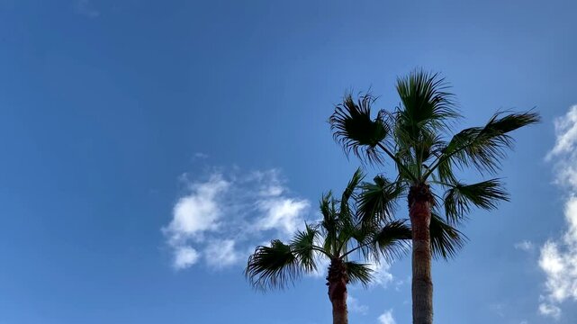 Palm trees against blue sky on a tropical beach. Summer vacation, travel concept, 4K.