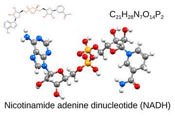 Structure of nicotinamide adenine dinucleotide. Chemical formula, skeletal formula, and 3D ball-and-stick model