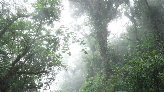 Vista de arriba hacia abajo de la densa niebla y los &aacute;rboles cubiertos de musgo en un bosque tropical h&uacute;medo