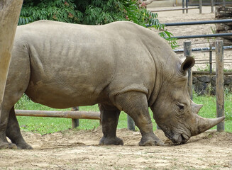 Naklejka premium A white rhinoceros at the zoo during the summer
