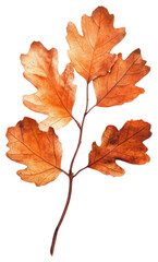 Obraz premium PNG Real Pressed a oak leaves leaf plant dried.