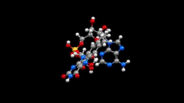 Structure of flavin adenine dinucleotide (FAD). Animated 3D ball-and-stick and space-filled models, black background