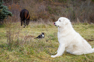 Fototapeta premium Animaux