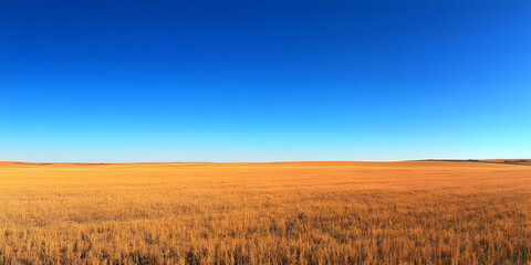 Fototapeta premium Golden Wheat Fields Under Clear Blue Sky