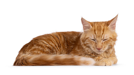 Young red house cat, laying down side ways. Sleeping with closed eyes. Isolated on a white background.