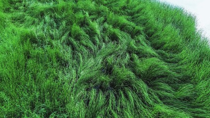 Vibrant green reeds in a dense marshland