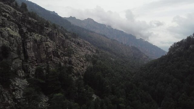 Restonica valley, rocky mountain with pine trees forest, aerial, Corsica