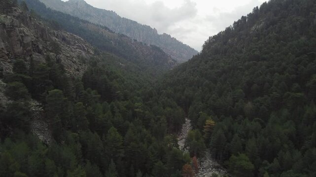 Corsica Restonica valley, aerial drone shot, cloudy day, flyover trees forest