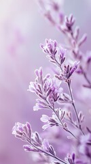 Obraz premium Delicate Lavender Blooms with Soft Purple Hues