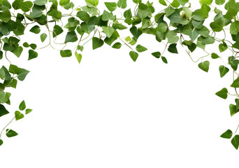 Fototapeta premium PNG Ivy floral border backgrounds plant leaf.
