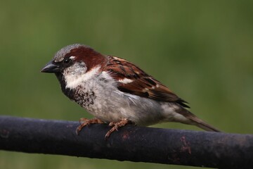 A sparrow with a blend of brown, gray, and white feathers от green background