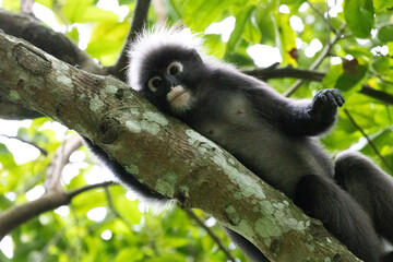 Fototapeta premium Dusky Leaf Monkeys in Penang Hill Malaysia.The dusky leaf monkey, spectacled langur, or spectacled leaf monkey (Trachypithecus obscurus) is a species of primate in the Cercopithecidae family.