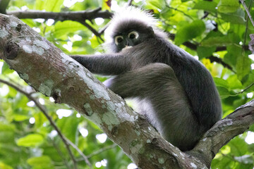 Obraz premium Dusky Leaf Monkeys in Penang Hill Malaysia.The dusky leaf monkey, spectacled langur, or spectacled leaf monkey (Trachypithecus obscurus) is a species of primate in the Cercopithecidae family.