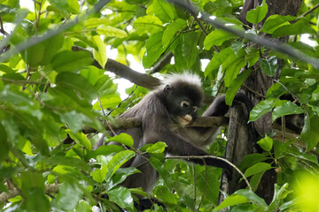 Obraz premium Dusky Leaf Monkeys in Penang Hill Malaysia.The dusky leaf monkey, spectacled langur, or spectacled leaf monkey (Trachypithecus obscurus) is a species of primate in the Cercopithecidae family.