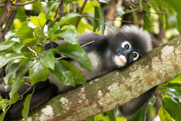 Fototapeta premium Dusky Leaf Monkeys in Penang Hill Malaysia.The dusky leaf monkey, spectacled langur, or spectacled leaf monkey (Trachypithecus obscurus) is a species of primate in the Cercopithecidae family.