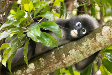 Obraz premium Dusky Leaf Monkeys in Penang Hill Malaysia.The dusky leaf monkey, spectacled langur, or spectacled leaf monkey (Trachypithecus obscurus) is a species of primate in the Cercopithecidae family.
