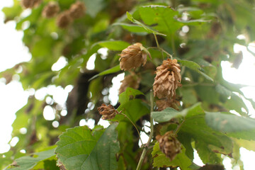 Hop flowers on branch at autumn	