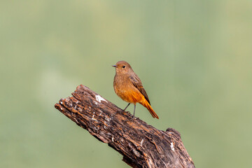 Black redstart or Phoenicurus ochruros at keoladeo national park bharatpur bird sanctuary rajasthan india. beautiful bird closeup or portrait with natural green background in winter season migration