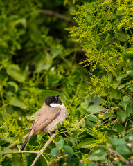 Obraz premium Himalayan bulbul or white cheeked bulbul or Pycnonotus leucogenys bird closeup or portait perched on branch in winter season safari at keoladeo national park bharatpur bird sanctuary rajasthan india