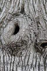 Closeup texture of natural tree bark background. Tree trunk with a hollow.