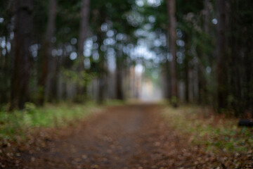 Fototapeta premium Blurred Forest Pathway. Autumn Leaves and Colors