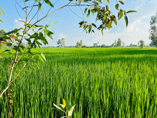 Serene Rice Field Ready for Cultivation