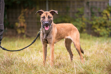 Hund Portrait stehend