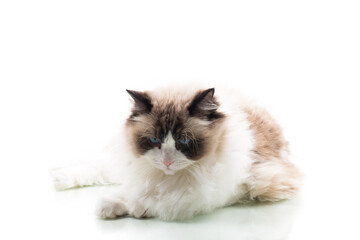 Happy beautiful Ragdoll cat isolated on white background