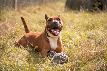 Hund mit Seil Spielzeug