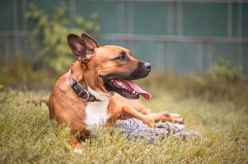 Hund portrait liegend Spielzeug