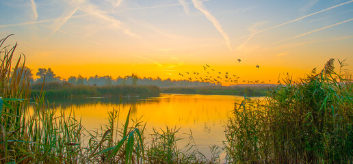 Birds flying in a blue sky in autumn at a misty yellow sunrise,  Almere, Flevoland, The...