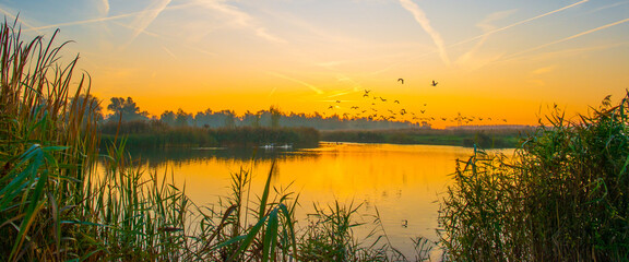 Birds flying in a blue sky in autumn at a misty yellow sunrise,  Almere, Flevoland, The Netherlands, November 4, 2024