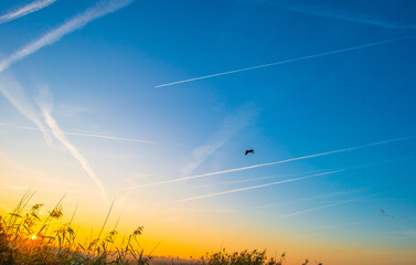 Birds flying in a blue sky in autumn at a misty yellow sunrise,  Almere, Flevoland, The...