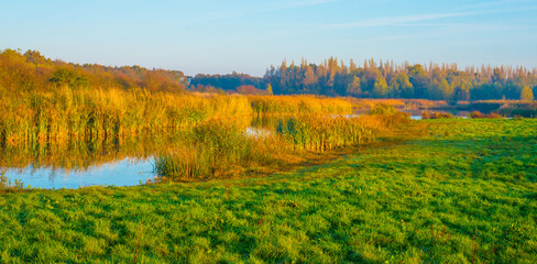 The edge of a lake in autumn at a foggy yellow sunrise,  Almere, Flevoland, The Netherlands, November 4, 2024