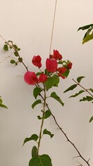 Hybrid Bougainvillea, Bougainvillier hybride - Bougainvillea × Buttiana - Nyctaginacées, Nyctaginaceae